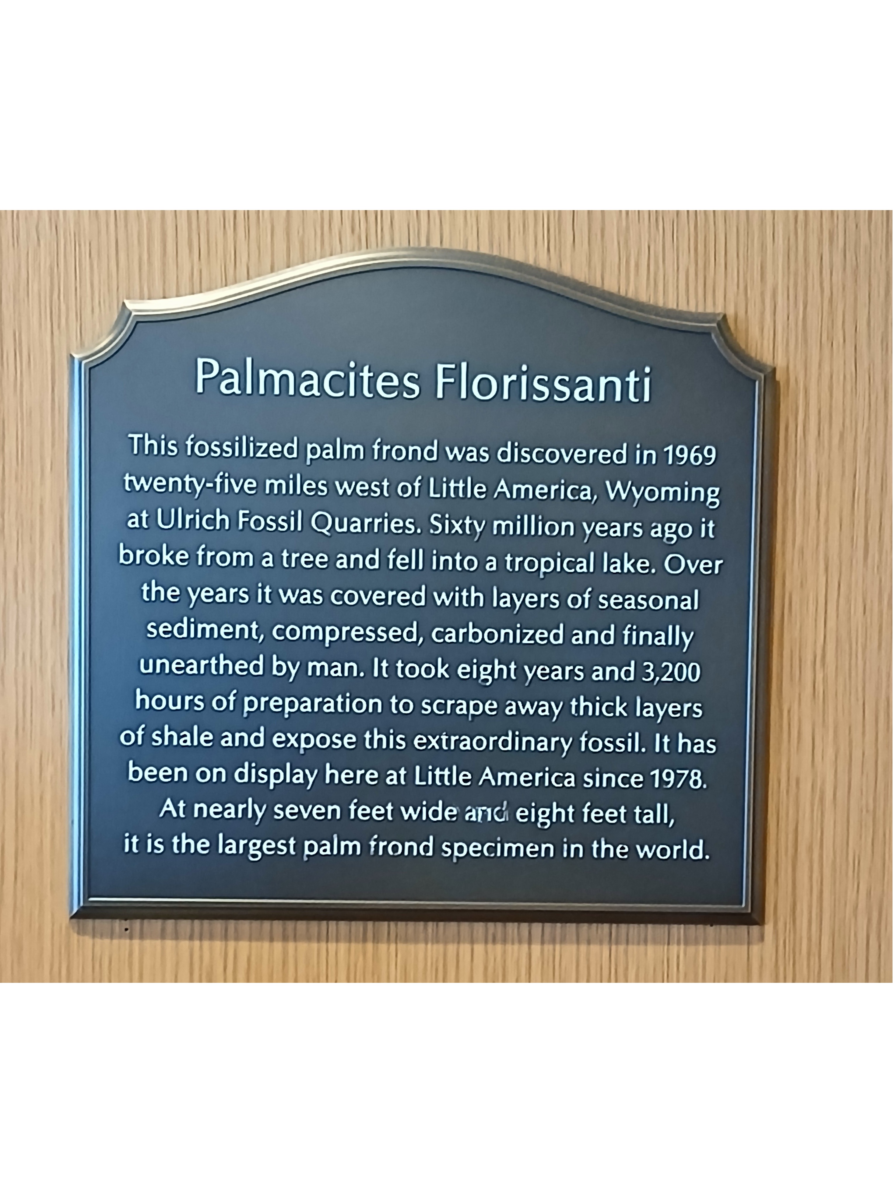 Description of the Little America Hotel palm frond